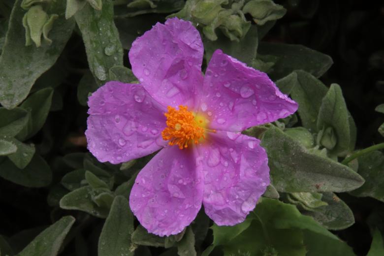 Free stock image of After the morning dew created by GAIMARD Jacques