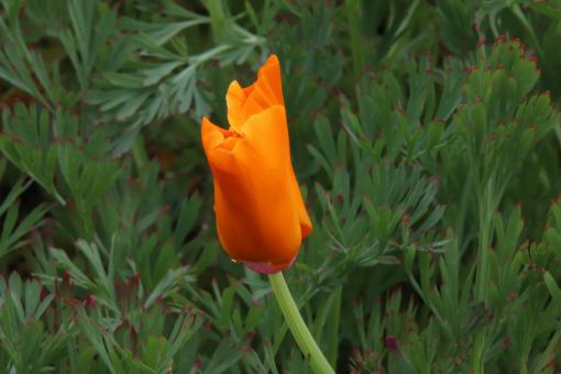 Orange papaver - Free Stock Photo