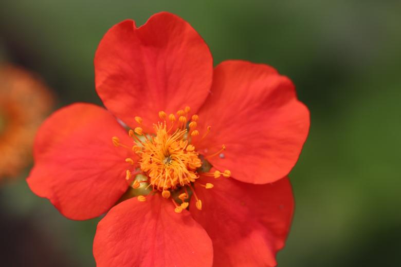 Free stock image of Gorgeous red flower created by GAIMARD Jacques
