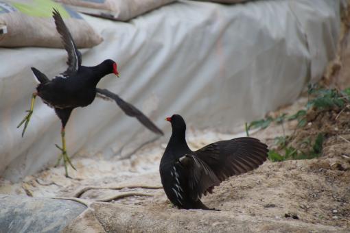 Big fight!! - Free Stock Photo