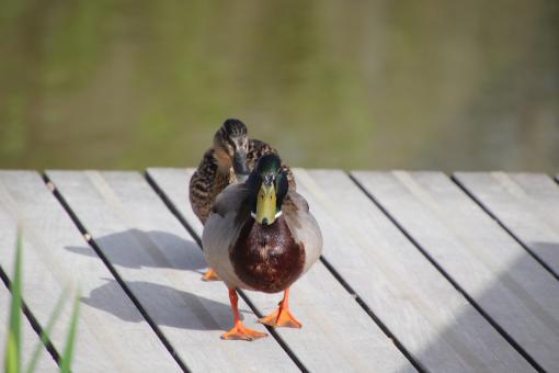 Free Stock Photo of Ducks on the docks!