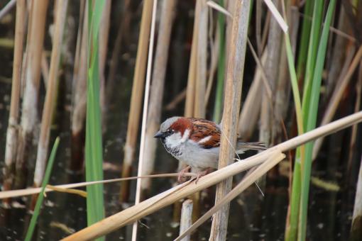 In the reeds - Free Stock Photo