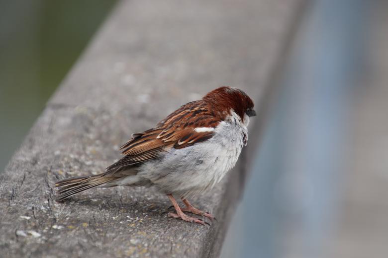Free stock image of Sparrow Close-up created by GAIMARD Jacques
