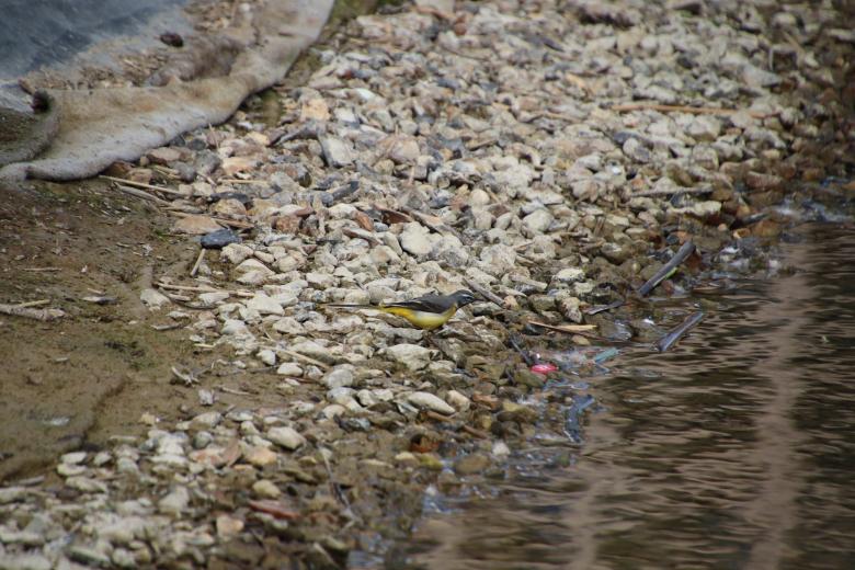 Free stock image of Yellow wagtail by water created by GAIMARD Jacques