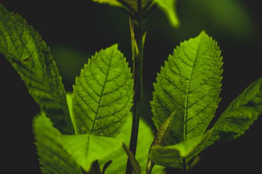 Green leaves on plant - Free Stock Photo