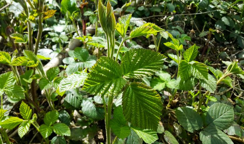 Free stock image of Green Forest Plants and Leaves created by selim çatak
