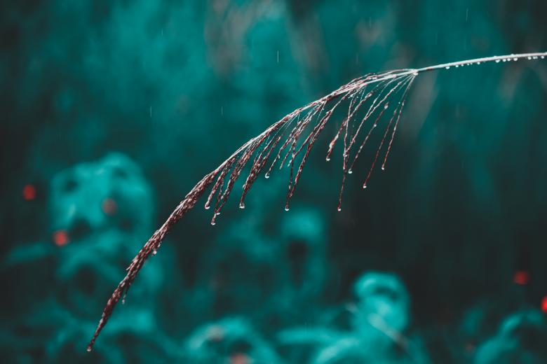 Free stock image of Straw Macro created by Mayank kumar satlewal