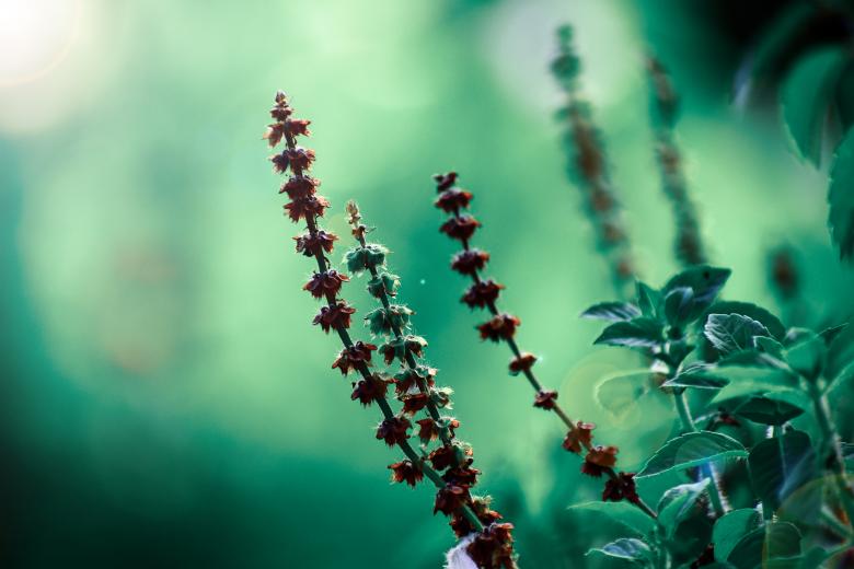 Free stock image of Plants with Bokeh Background created by Mayank kumar satlewal