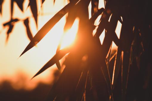 Sunlight Shining Behind Leaves - Free Stock Photo