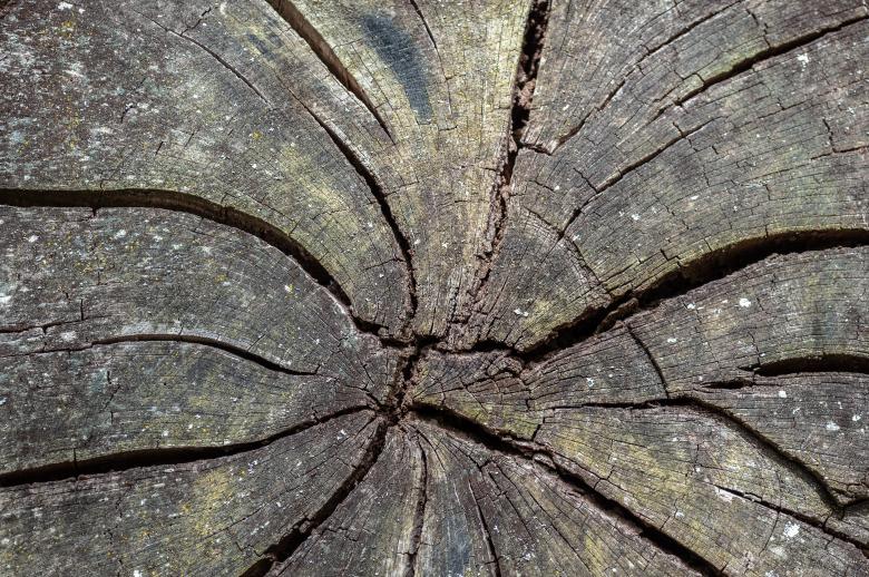 Free stock image of Cracked Wood Texture created by PaSoNeCa