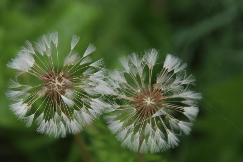 Free stock image of Dandelions in April created by GAIMARD Jacques