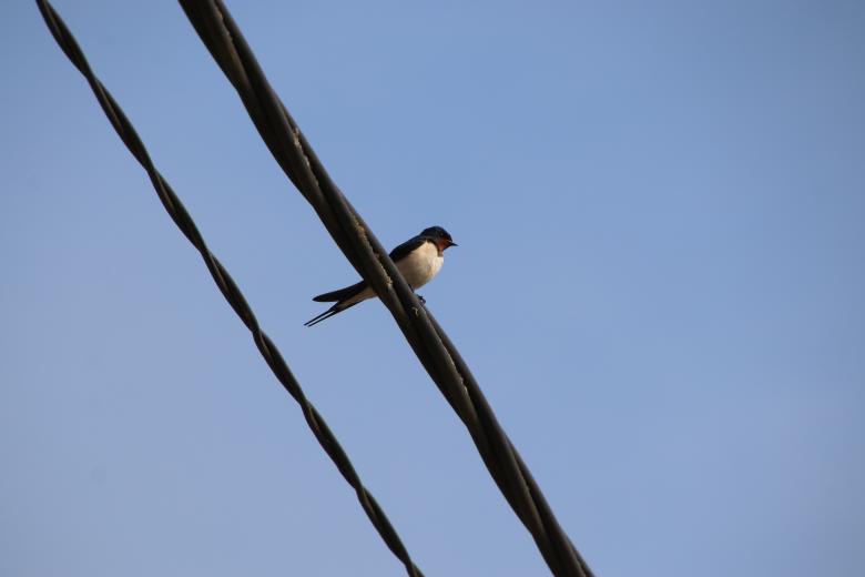 Free stock image of Swallow on its wire created by GAIMARD Jacques