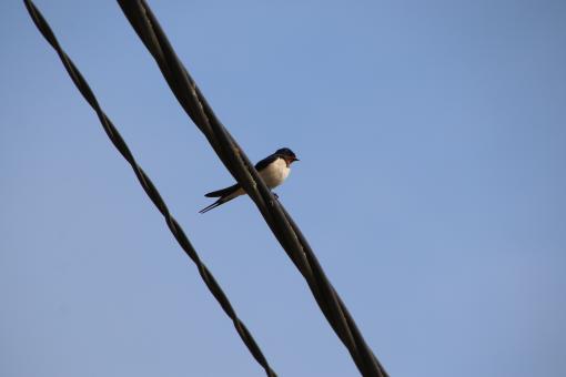 Swallow on its wire - Free Stock Photo