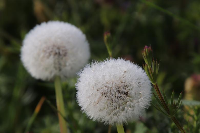 Free stock image of Dandelions with morning dew created by GAIMARD Jacques