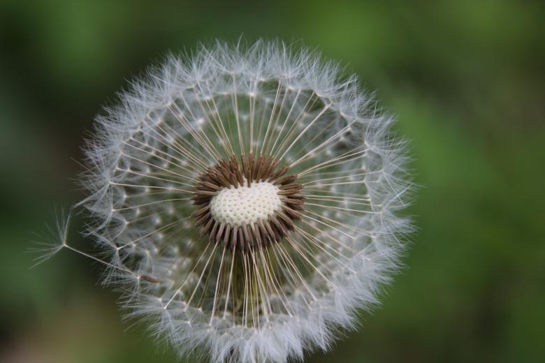 Free stock image of Dandelion Close-up created by GAIMARD Jacques