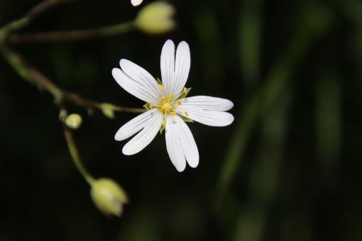 White Spring Flower - Free Stock Photo