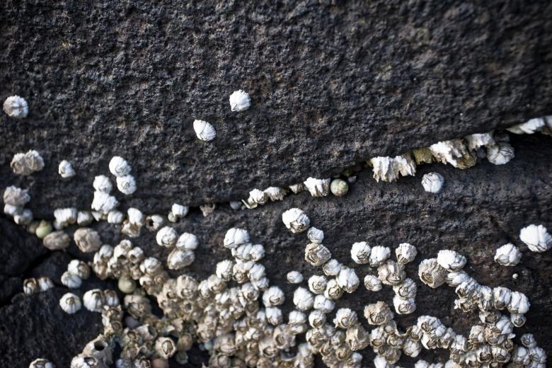 Free stock image of Barnacles Closeup created by Bjorgvin