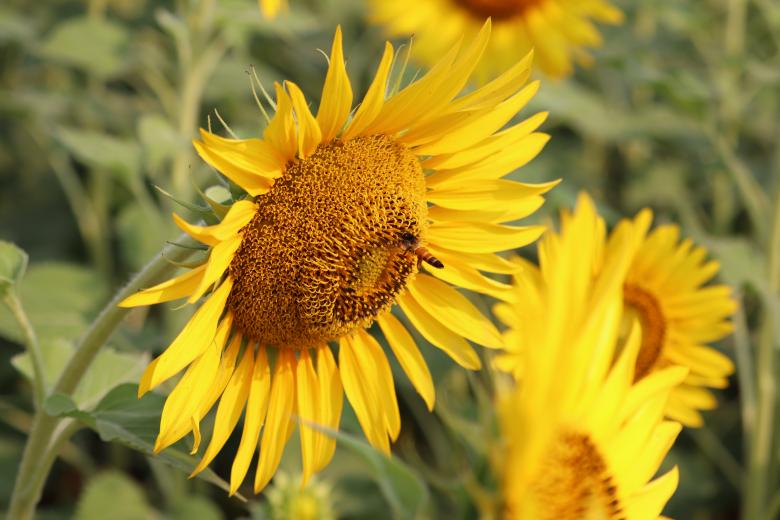 Free stock image of Yellow Summer Flowers created by vfxsagars