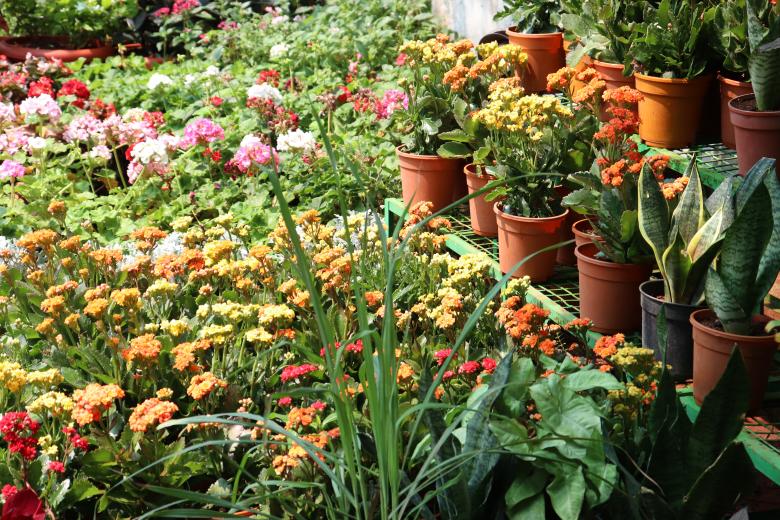 Free stock image of Best Green Nursery created by vfxsagars
