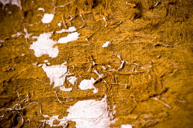 Free stock image of Yellow Old Dried Fish Skin created by Bjorgvin