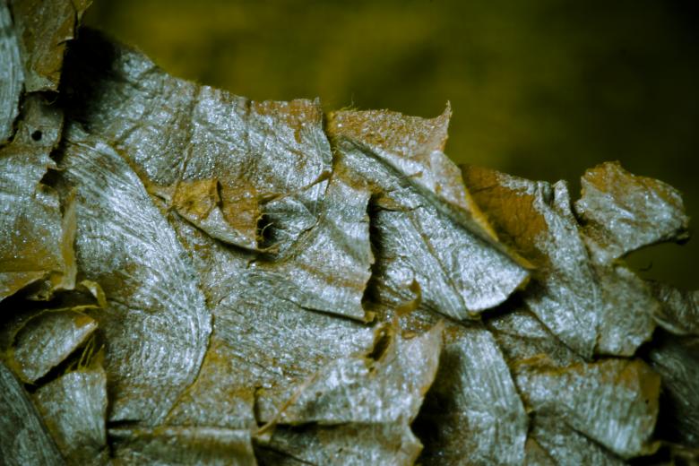 Free stock image of Dry Fish Scales Close Up created by Bjorgvin