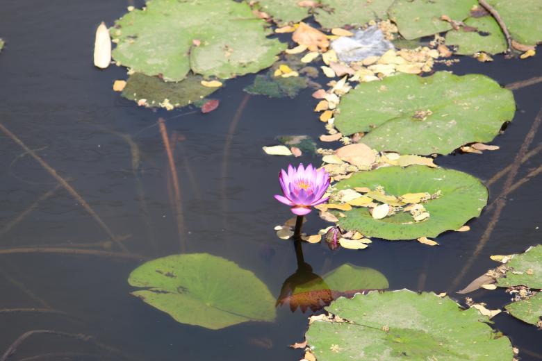 Free stock image of Lotus in Lake created by Shailesh Oza