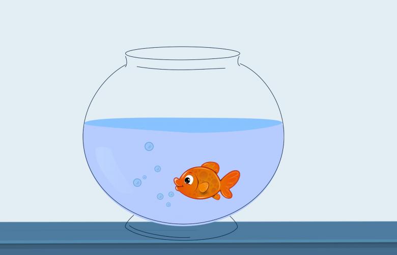 Free stock image of Swimming Fish in Bowl created by mohamed hassan