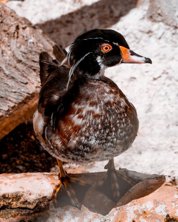 Free stock image of Duck Close Up created by Yusein Mustafov