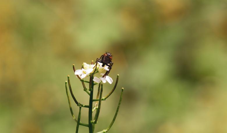 Free stock image of Bug on White Flower created by Alen