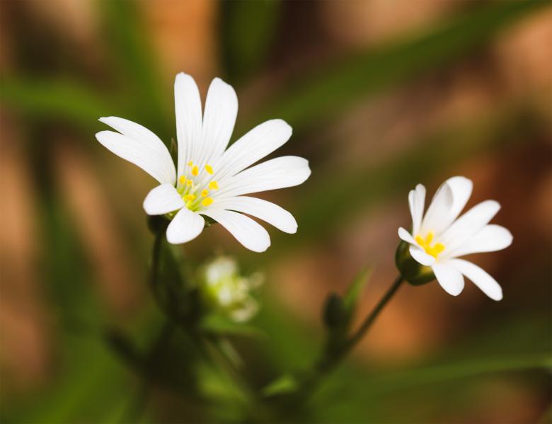 Free stock image of White flower macro created by Alen
