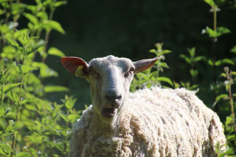 Free stock image of Chewing sheep close-up created by GAIMARD Jacques