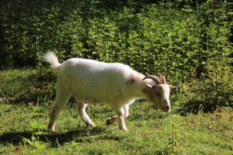 Free stock image of White goat in a garden created by GAIMARD Jacques