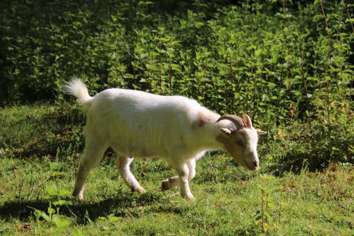 Free Stock Photo of White goat in a garden