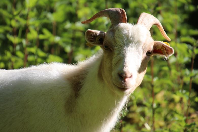 Free stock image of White goat close-up created by GAIMARD Jacques