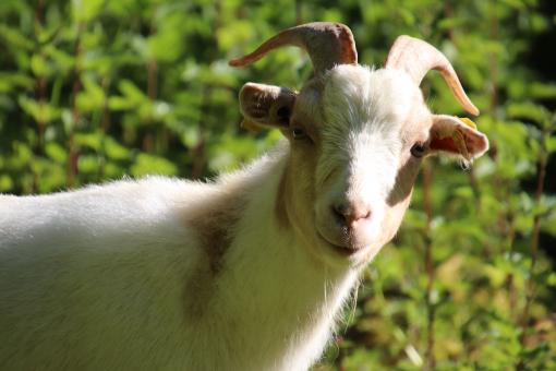 Free Stock Photo of White goat close-up