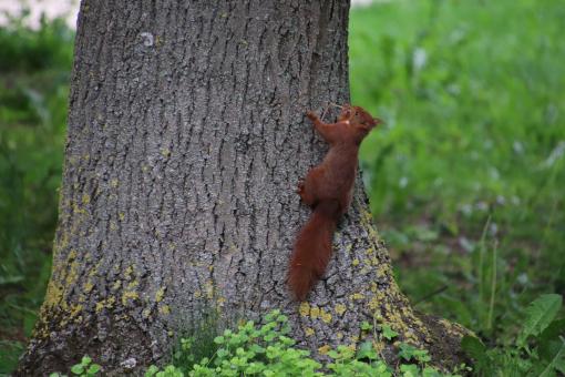 Red squirrel climbing a big tree - Free Stock Photo