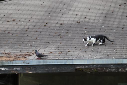 Free Stock Photo of Black and white cat hunting for pigeons