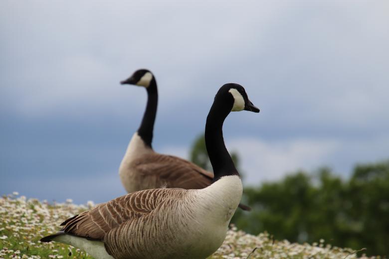 Free stock image of Twin Canadian Geese created by GAIMARD Jacques