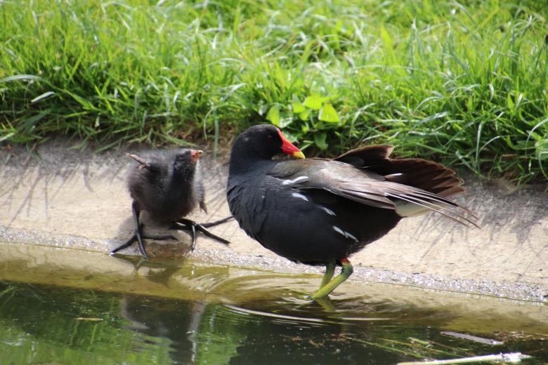 Free stock image of Water hen and its chick created by GAIMARD Jacques