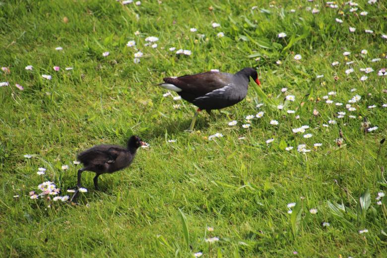 Free stock image of Water hen and chick on blooming grass created by GAIMARD Jacques