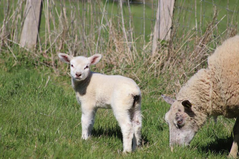 Free stock image of Sheep and lamb on the grass created by GAIMARD Jacques