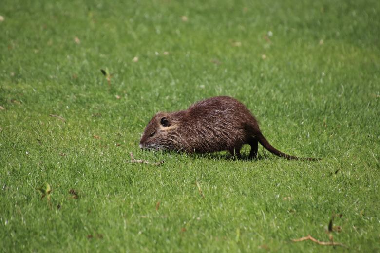 Free stock image of Rat on the Grass created by GAIMARD Jacques