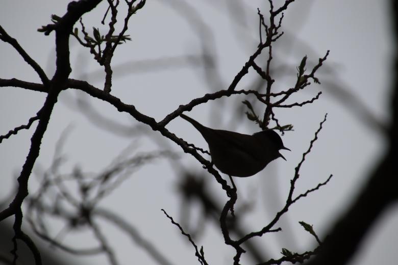 Free stock image of Singing Bird Silhouette created by GAIMARD Jacques