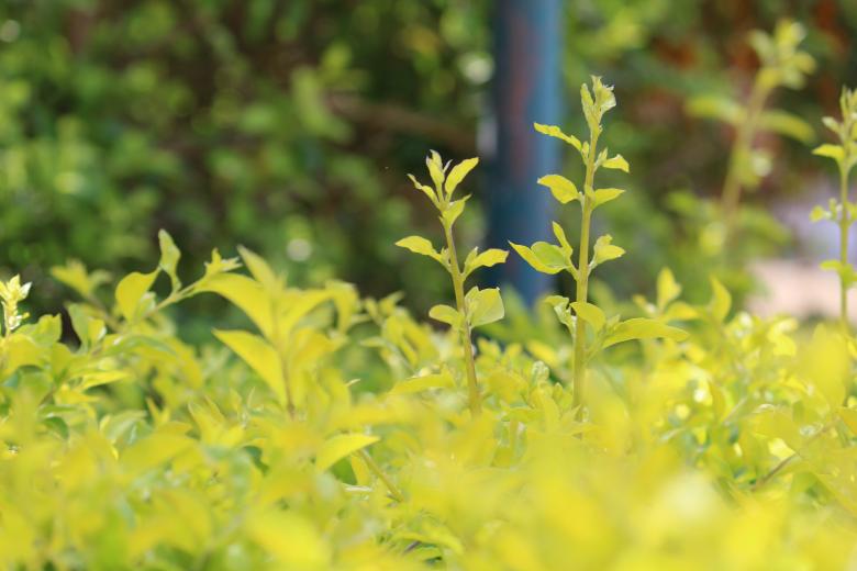 Free stock image of Green Plants on a Summer Day created by Anand Kamani