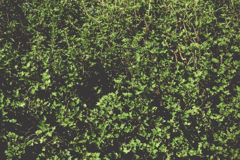 Free stock image of Dark Green Leaves Background created by Free Texture Friday
