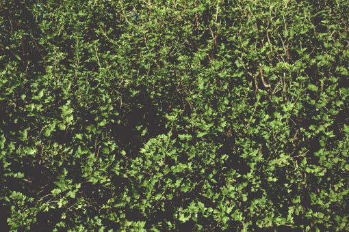 Free Stock Photo of Dark Green Leaves Background