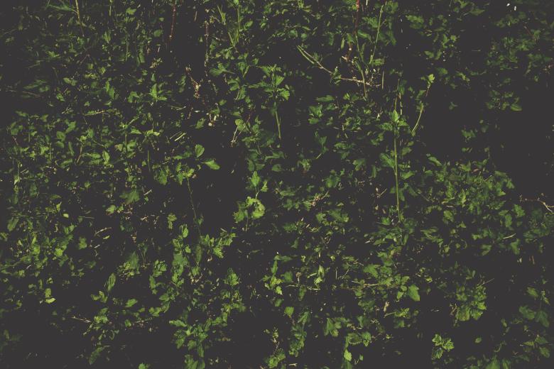 Free stock image of Dark Leaves Background created by Free Texture Friday