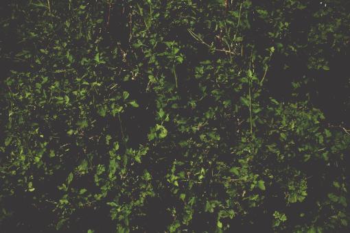 Free Stock Photo of Dark Leaves Background