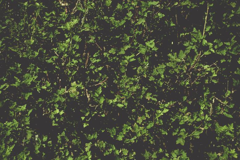 Free stock image of Dark Organic Leaves Background created by Free Texture Friday