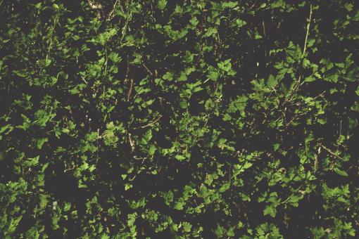 Free Stock Photo of Dark Organic Leaves Background